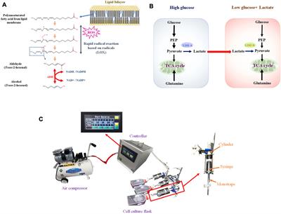 Hypoxia and lactate influence VOC production in A549 lung cancer cells